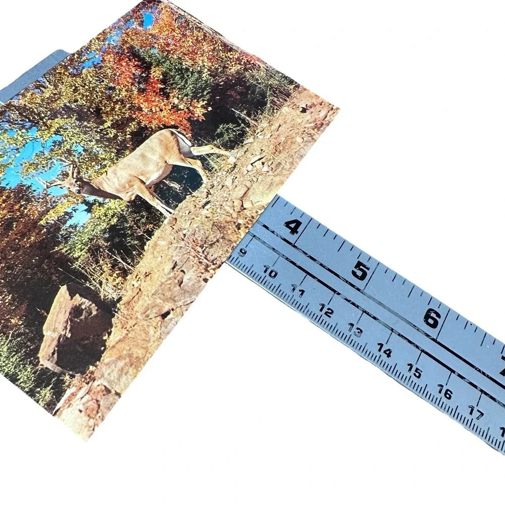 Plastichrome Monarch Natures Autumn Wonderland Deer Postcard Unused New 1960s